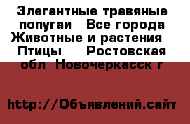 Элегантные травяные попугаи - Все города Животные и растения » Птицы   . Ростовская обл.,Новочеркасск г.